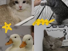 -白夜2D咖啡馆