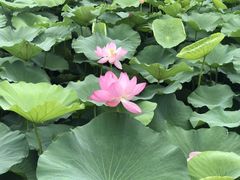 -荷塘月色湿地公园·向阳花洲