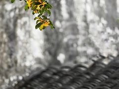 -秋霞圃