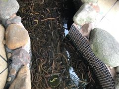 黄鳝池-台山第一家兴华黄鳝饭·黄鳝婆(合水分店)