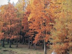 -青龙山国家森林公园