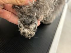 -comecome来吧宠物(奥克斯中心店)