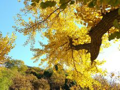 景点-遵化市禅林寺古银杏风景园