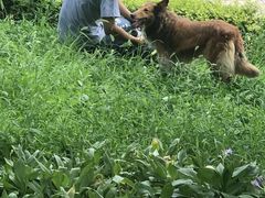 -超宠爱宠物摄影-Super pet
