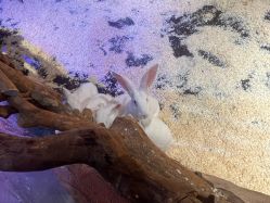 点击看大图 -奇幻萌宠部落(映月湖环宇城店)