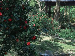 -深圳国际园林花卉博览园