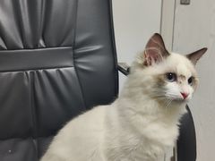 -宠颐生动物医院·猫科·心脏科(海口分院)