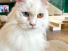 -飞行喵MR PILOT|猫舍·猫咖(静安大融城店)