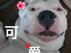 -美联众合宠物医院·爱萌分院·内外科·猫科中心