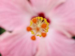 -深圳湾木棉花酒店