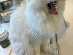 -怪兽屋·羊驼·猫咖·狗咖(俊华广场店)