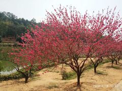 -南国桃园旅游度假区