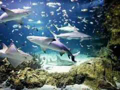 -悉尼海洋生物水族馆