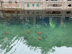-趵突泉景区