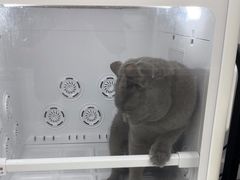-爱洗澡的猫(天河路店)