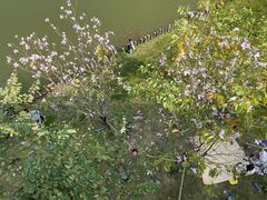 -王借岗森林公园