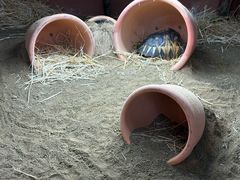 -可伦宾野生动物保护区