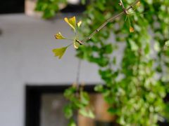 -自如ZSPACE四合院艺术餐厅