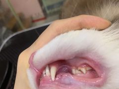 -车接车送·寄养洗护·德文猫舍(大宁店)