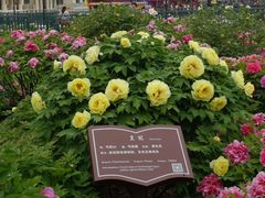 -曹州百花园