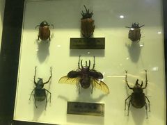 -上海昆虫博物馆