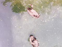 -长白岛森林公园