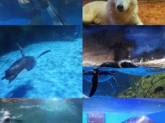 -海合安武汉极地海洋公园