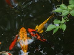 -法云古村
