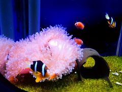 -海合安武汉极地海洋公园