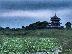 -上海海湾国家森林公园