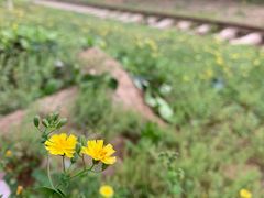 -永定河休闲森林公园