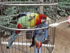 -南宫五洲植物乐园