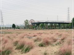 -王借岗森林公园