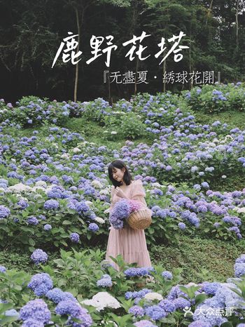 成都周边 | 无尽夏·绣球花开漫山谷