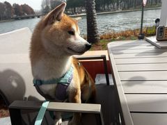 -顺强宠物诊所·狂犬免疫·夜诊·骨科(嘉定店)