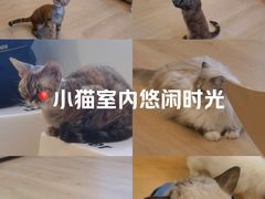 -有喵·猫咖·狗咖·30几只猫10只小狗(岗厦店)