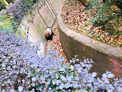 景点-成都大熊猫繁育研究基地
