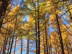 -塞罕坝国家级自然保护区