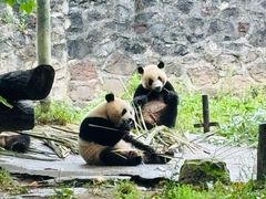 -都江堰中华大熊猫苑