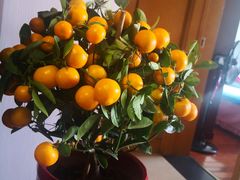 -宝鸡东道花鸟鱼虫市场(吉利花园商场店)