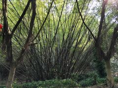 -滴水岩森林公园