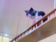 -滚猫咖啡·猫咖·猫友好撸猫(未来城店)