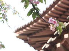 -西安青龙寺遗址景区