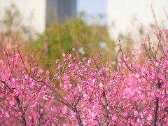 -苏州湾体育公园