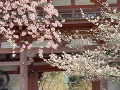 -醍醐寺