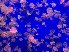 -江和美海洋公园