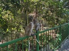 -武吉知马自然保护区