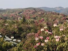 -贵州百里杜鹃风景名胜区