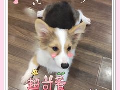 -柯斗斗主题餐厅·狗咖·围炉煮茶·茶饮(国瑞升平里店)