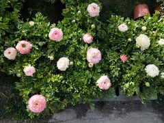 -上海浦江郊野公园·1号停车场